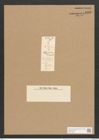Nitzschia adriatica Grun. (de-Toni-Nr.: Genus 47, Species 2076) Zeichnungen Sammlung Grunow Nr. 4108 (NHMW-BOT-W0371968)